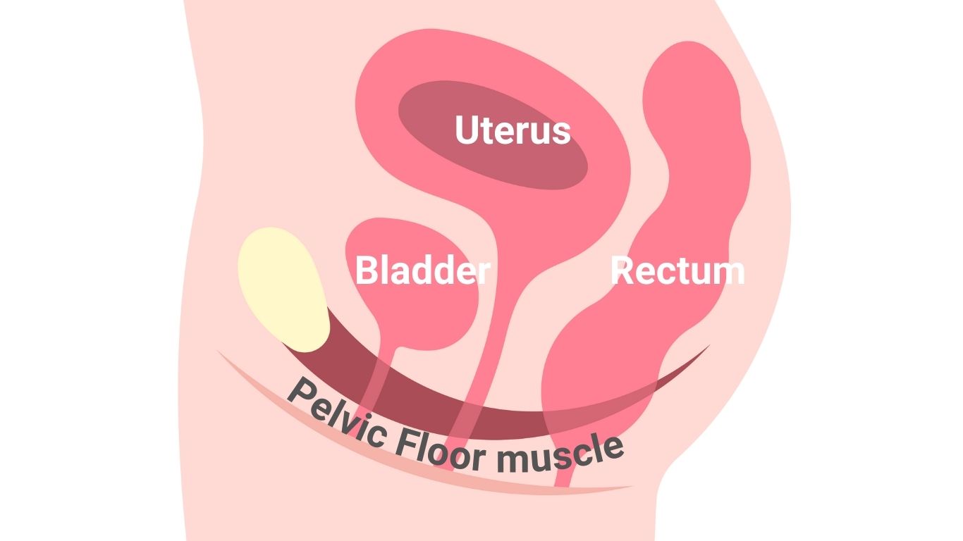 Pelvic Floor Muscle